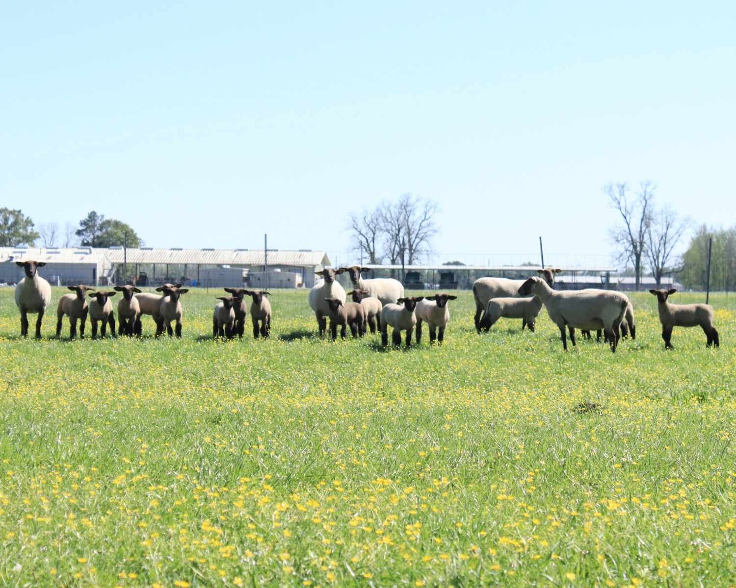 Sheep in a field