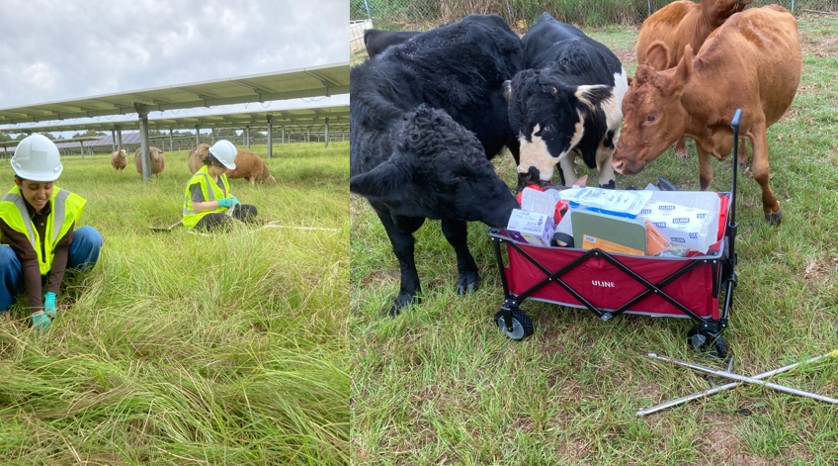picture of student sampling in solar panel grazing pastures with cows and sheep. 