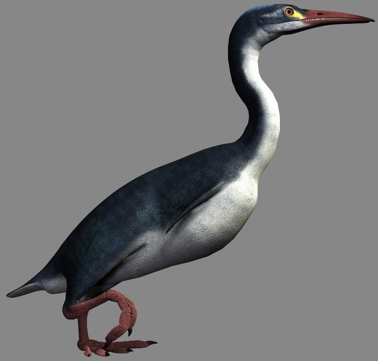Hesperornis regalis
