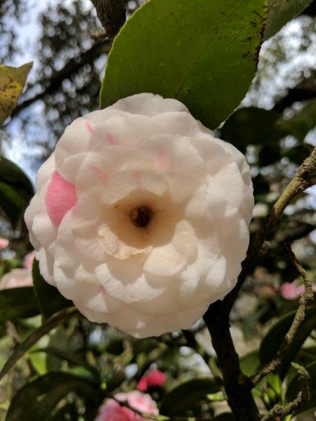 Camellia japonica "Tom Thumb Sport"