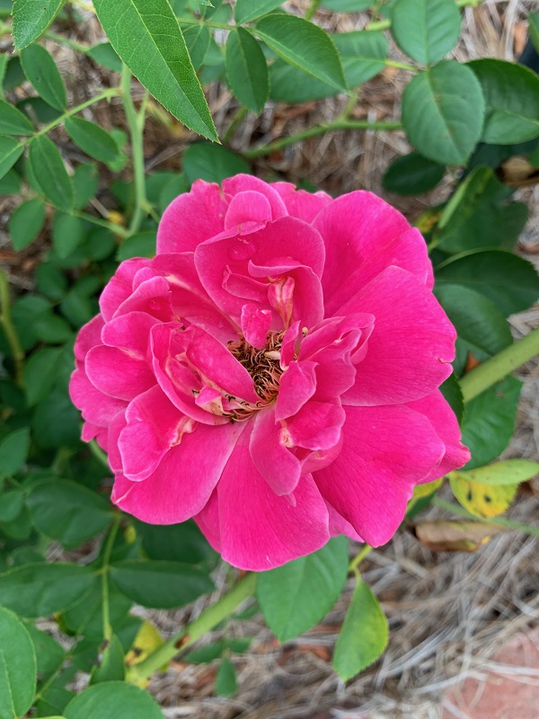 pink rose