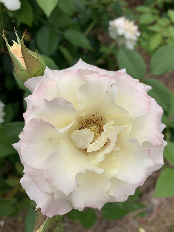 white and yellow rose