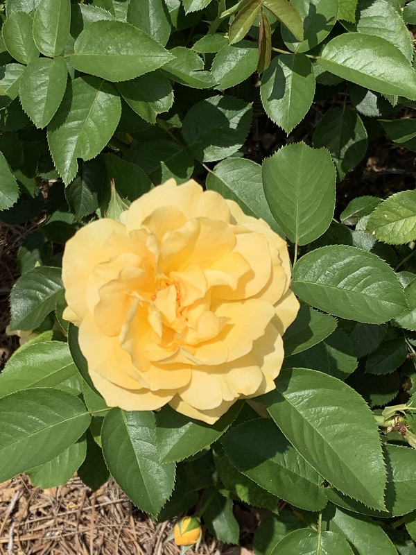 yellow rose