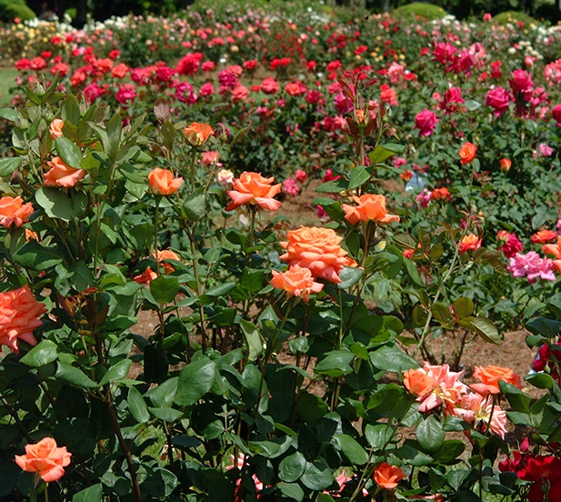 rose garden