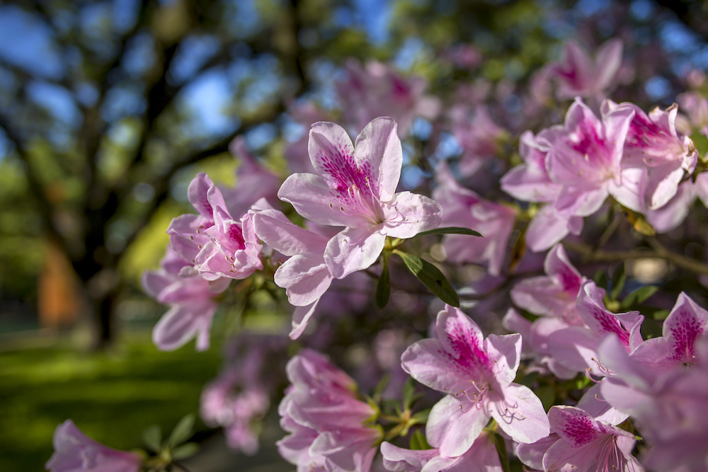 azaleas