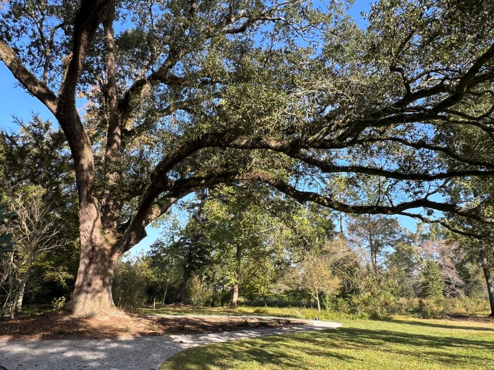 oak tree with walking path