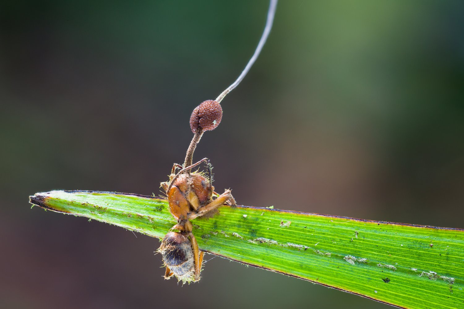 Zombie fungus ant