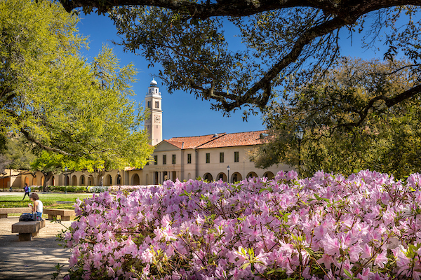 Azaleas in the Quad
