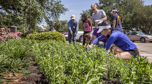 students participating in spring greening 