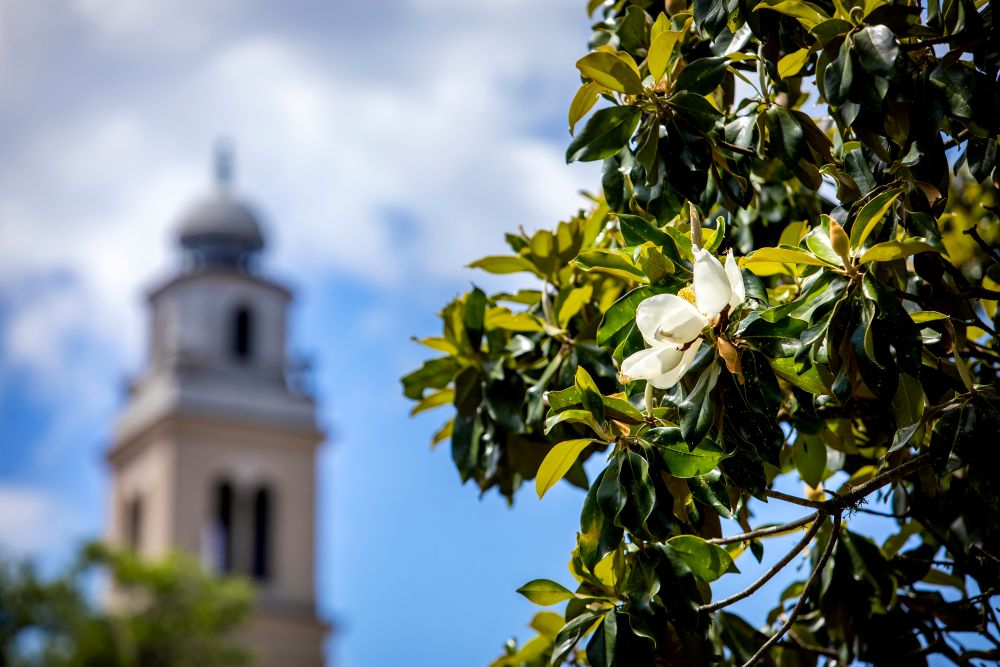 a magnolia in bloom infront the bell tower