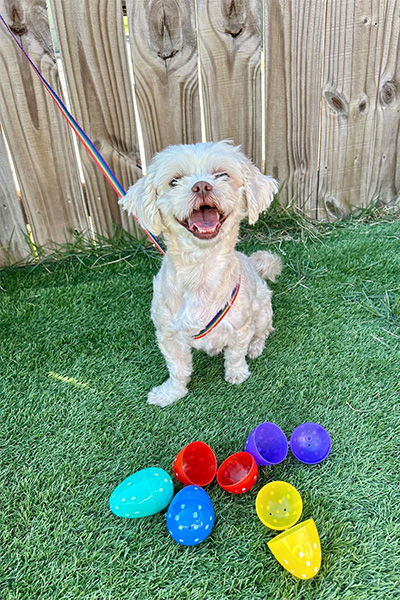 fluffy white dog in the yard with empty plastic Easter eggs