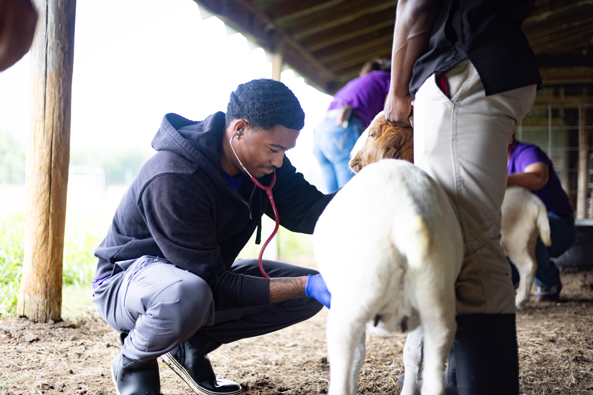 student checking a goat's heart with a stethoscope